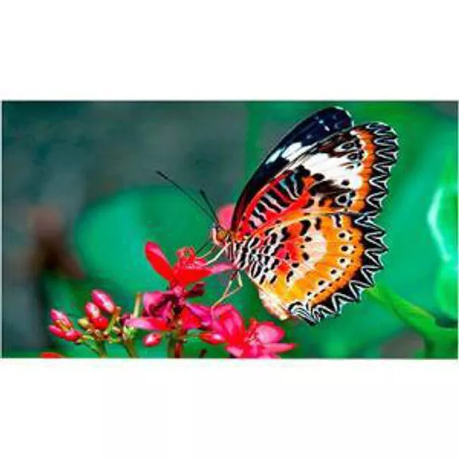 NEC UN462VA 46" Ultra-Narrow Bezel Professional-Grade Display